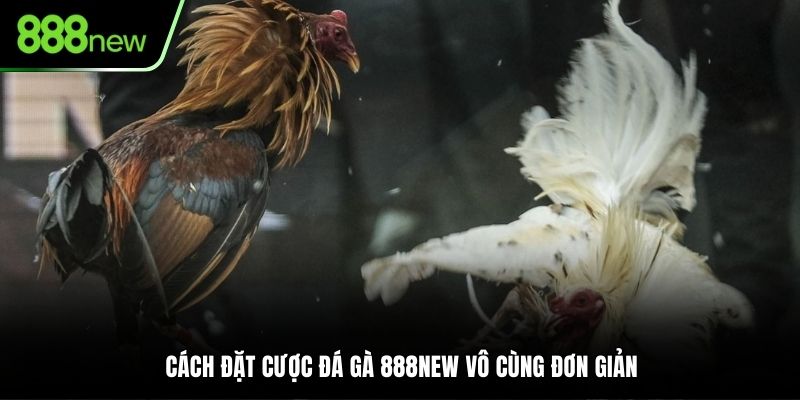 Cách đặt cược đá gà 888NEW vô cùng đơn giản