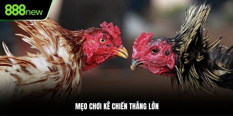 Mẹo chơi kê chiến thắng lớn
