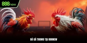 đá gà thomo