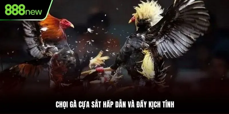 Chọi kê cựa sắt thu hút với những trận đấu kịch tính