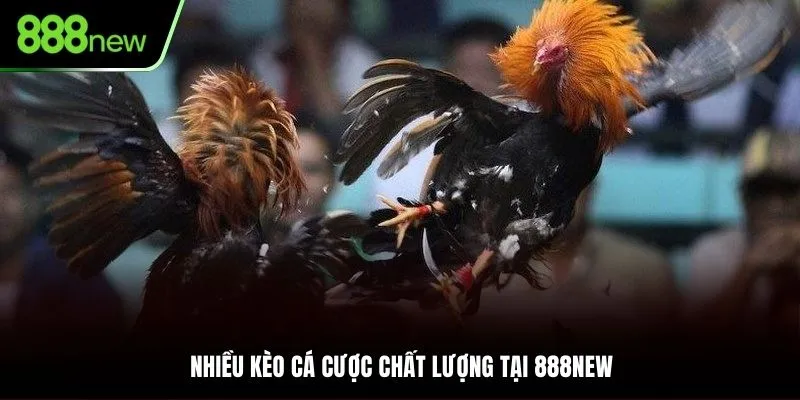 Chọi gà Thomo nổi bật hiện góp mặt tại nhà cái