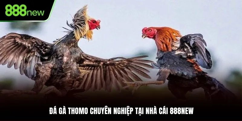 Nhiều kèo cược trong từng trận đấu Đá gà Thomo