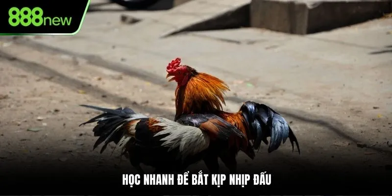 Học nhanh để bắt kịp nhịp đấu