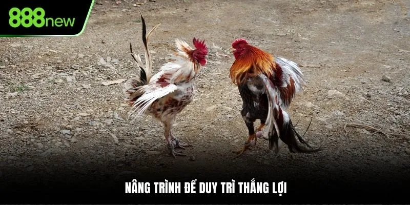 Nâng trình để duy trì thắng lợi