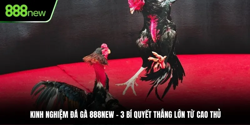 KINH NGHIỆM ĐÁ GÀ